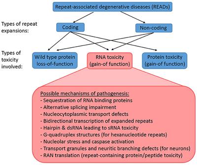 Drosophila melanogaster As a Model Organism to Study RNA Toxicity of Repeat Expansion-Associated Neurodegenerative and Neuromuscular Diseases